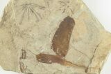 Fossil Flora (Macroneuropteris & Annularia) Plate Pos/Neg - Kentucky #201663-3